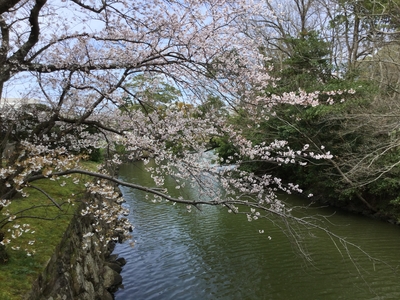  【水辺の桜】２０２０・４・５