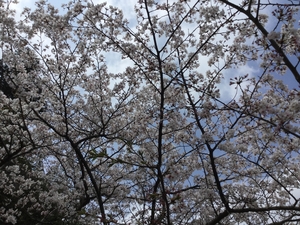  【名残の桜】２０２０・４・１１