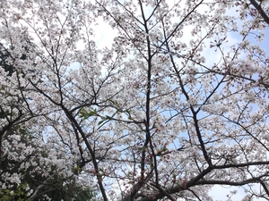  【名残の桜】２０２０・４・１１