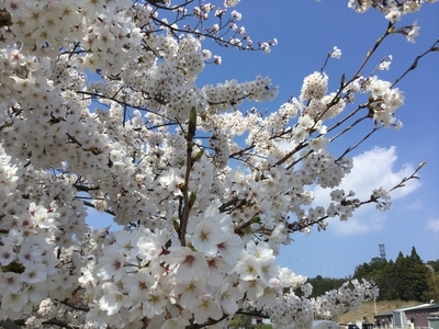 【続・名残の桜】２０２０・４・１１