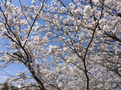 【続・名残の桜】２０２０・４・１１