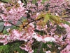 【葉桜】２０２０・３・５6