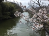  【水辺の桜】２０２０・４・５6
